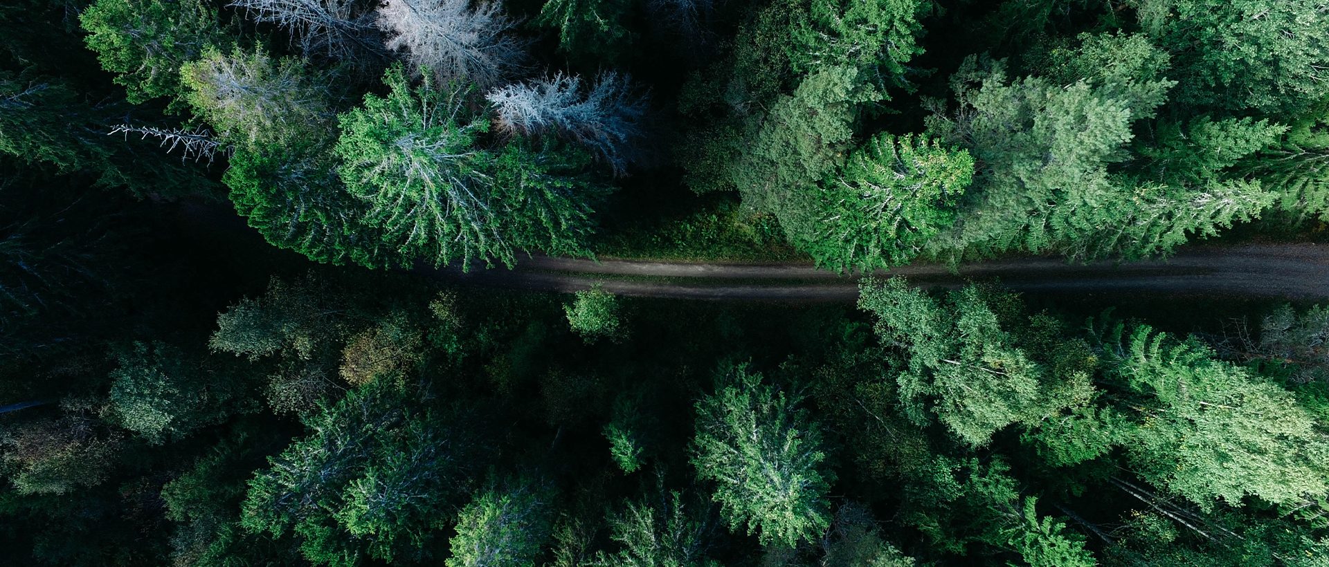 Image de durabilité illustrée par une forêt 