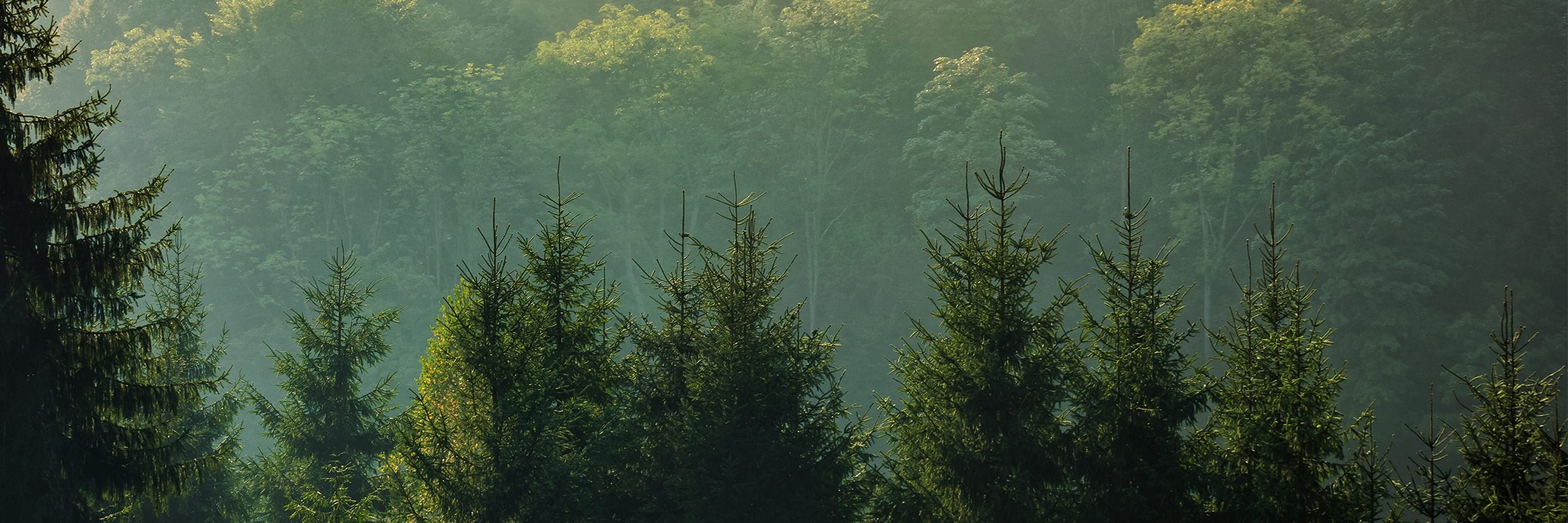 sustainability