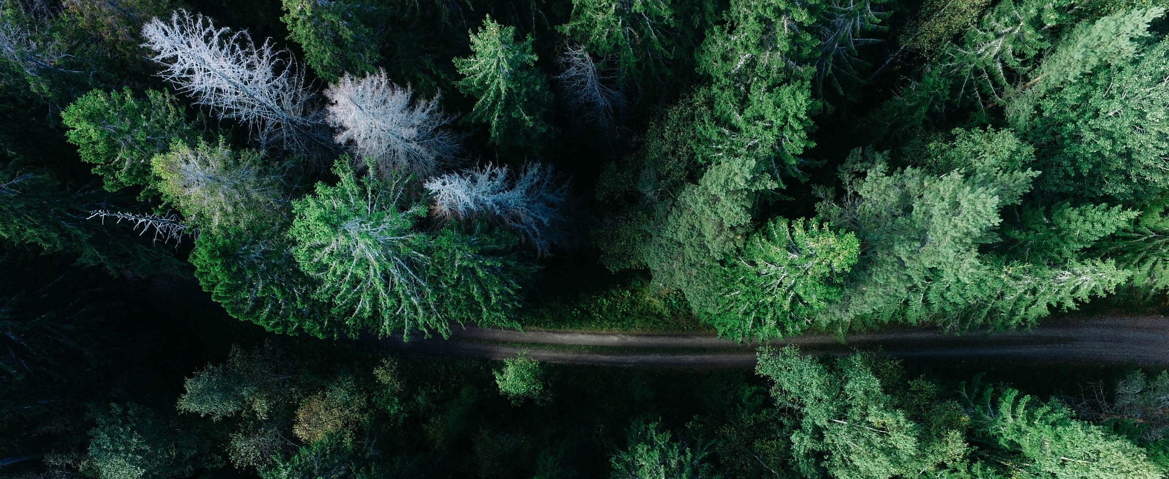 Recyclage de l’emballage papier provenant de forêts